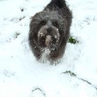 Tibet-Terrier im Schnee