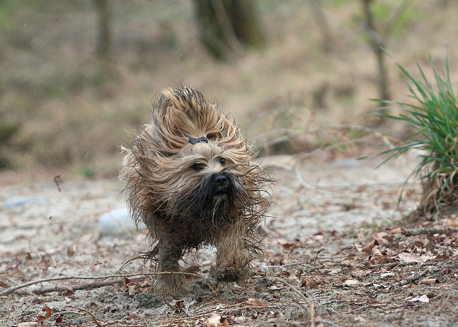 Tibet-Terrier mit Wildschwein-Gen....