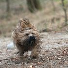 Tibet-Terrier mit Wildschwein-Gen....