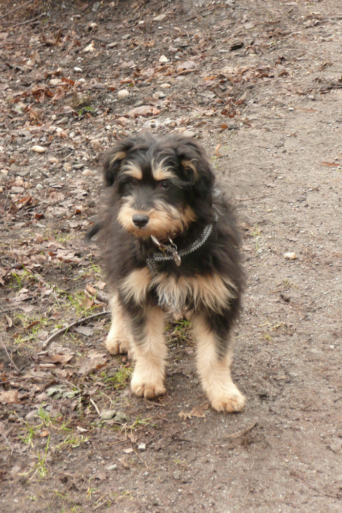 Tibet Terrier Mix