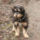 Tibet Terrier Mix