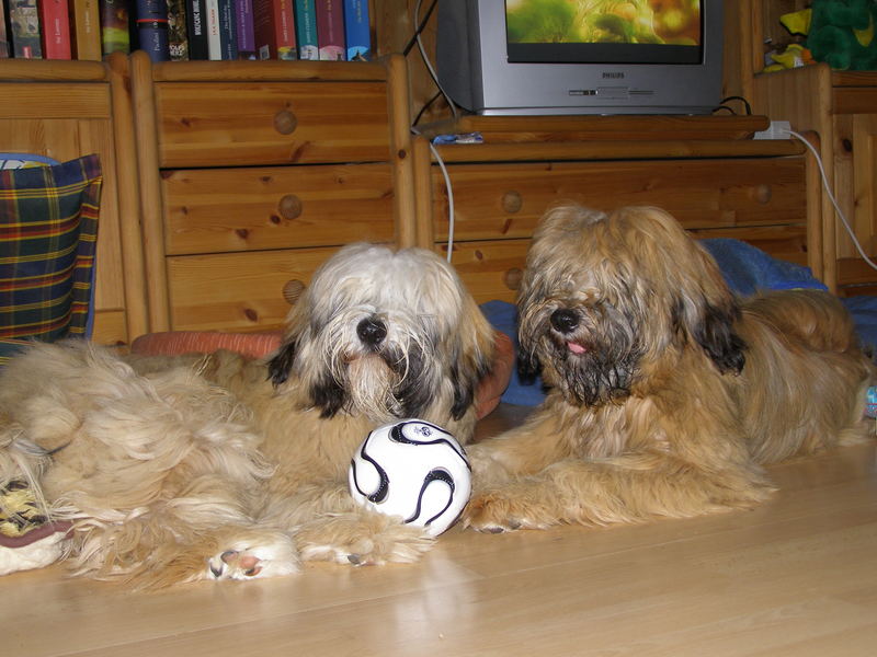 tibet terrier nach dem Spielen