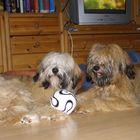 tibet terrier nach dem Spielen