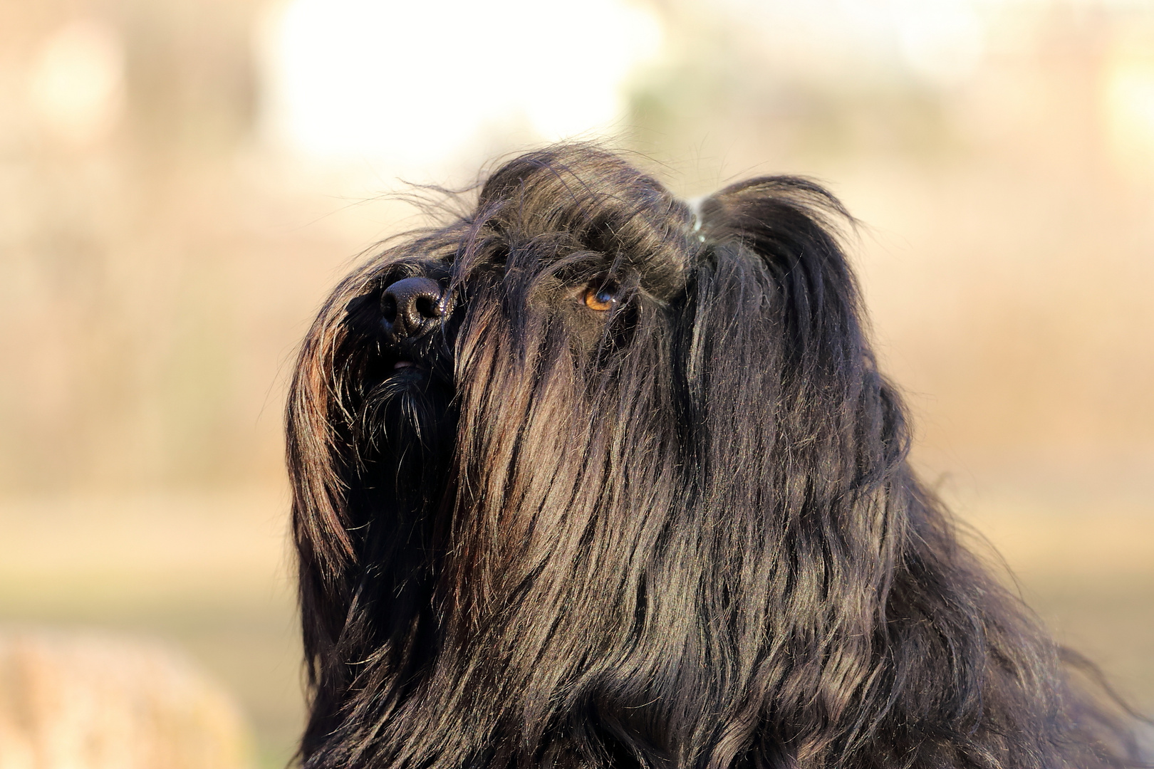 Tibet-Terrier Portrait II