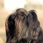 Tibet-Terrier Portrait II