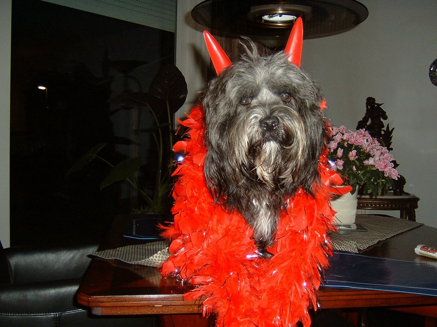 Tibet-Terrier probiert sein Kostuum für Carnaval 2010