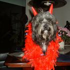 Tibet-Terrier probiert sein Kostuum für Carnaval 2010