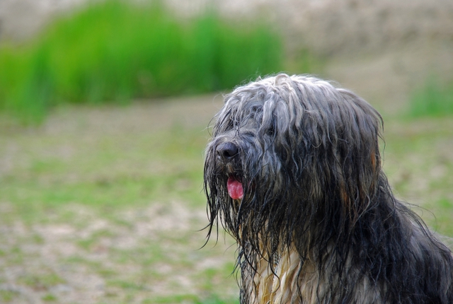 Tibet-Terrier Yamika Teil2