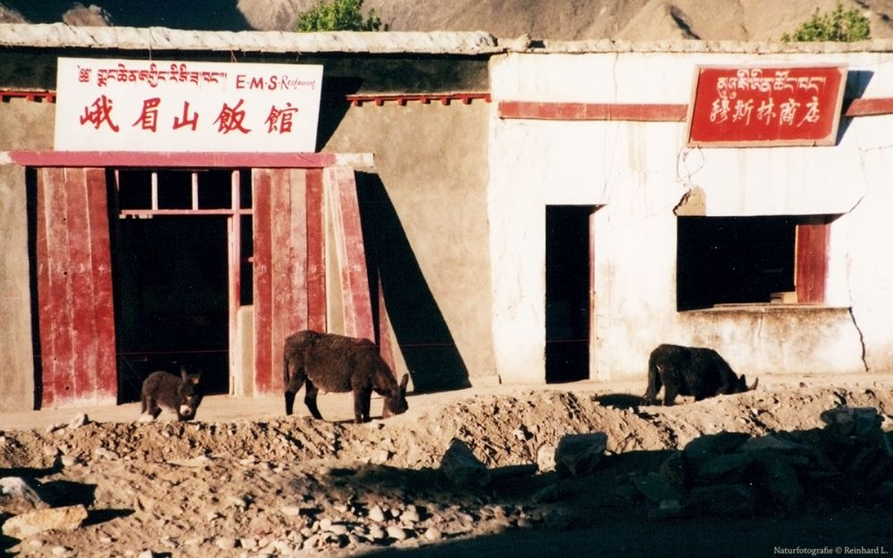 Tibet Überland  EMS Restaurant