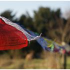 tibetan flag