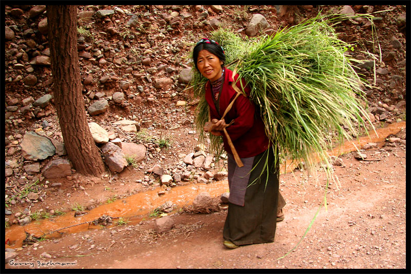 Tibetan Woman