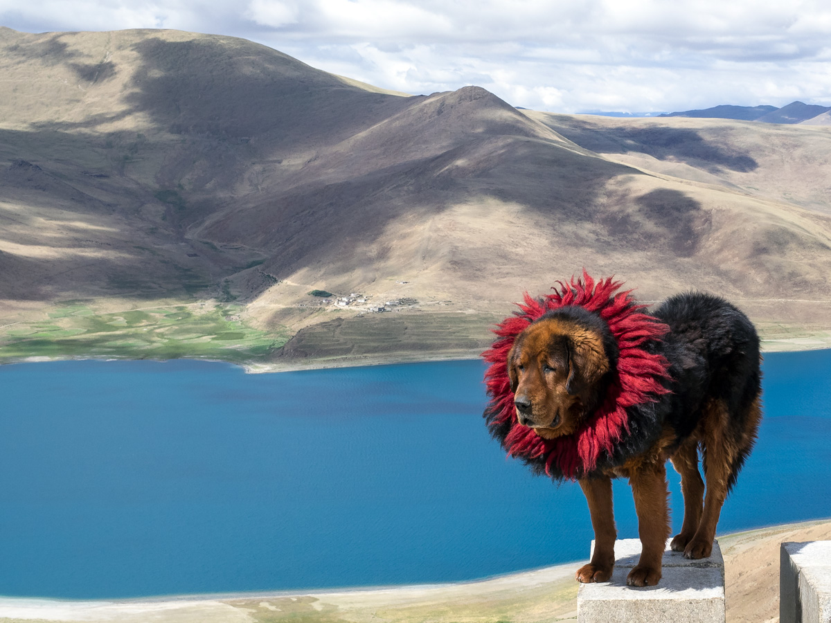 Tibetanische Dogge am Yamdrok-See , auf ca 4000m