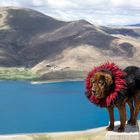 Tibetanische Dogge am Yamdrok-See , auf ca 4000m