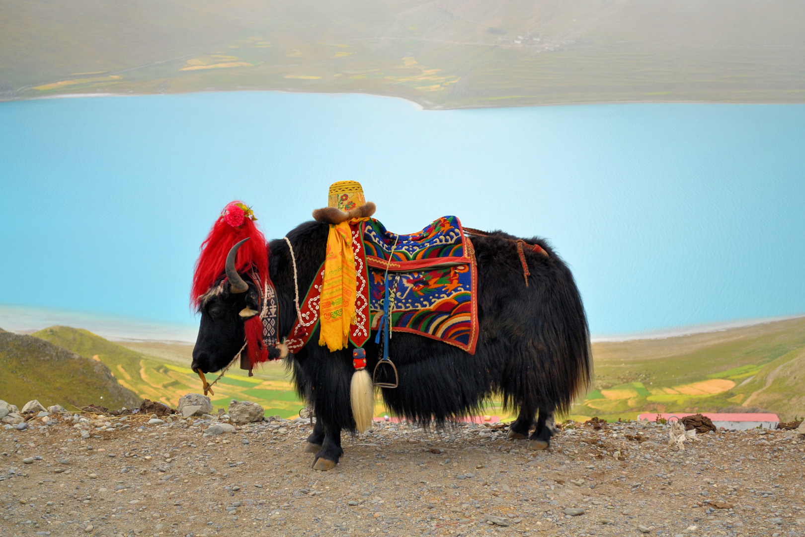 Tibetanisches Yak am Namtso See bei Lhasa