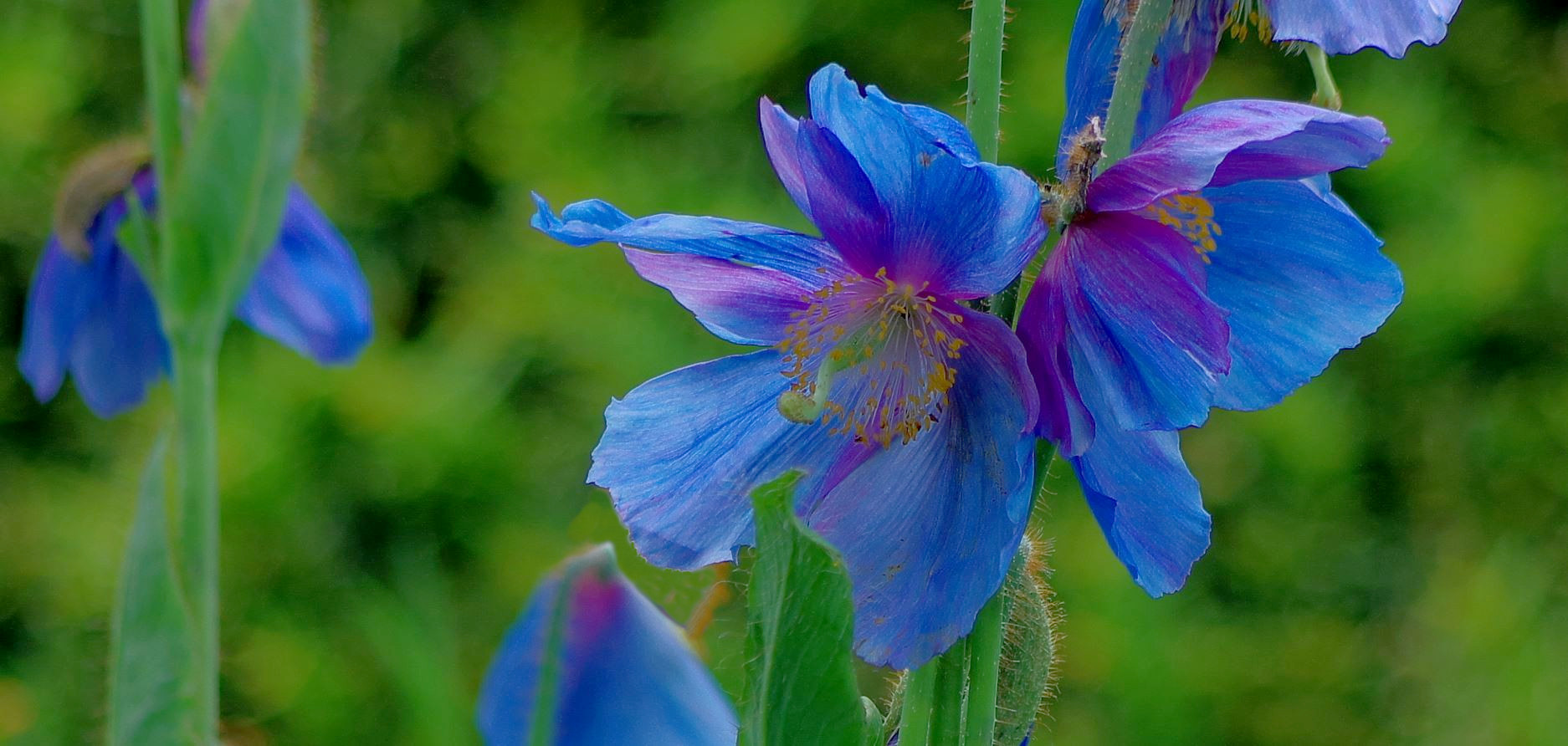 tibetischer blauer Mohn