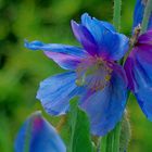 tibetischer blauer Mohn