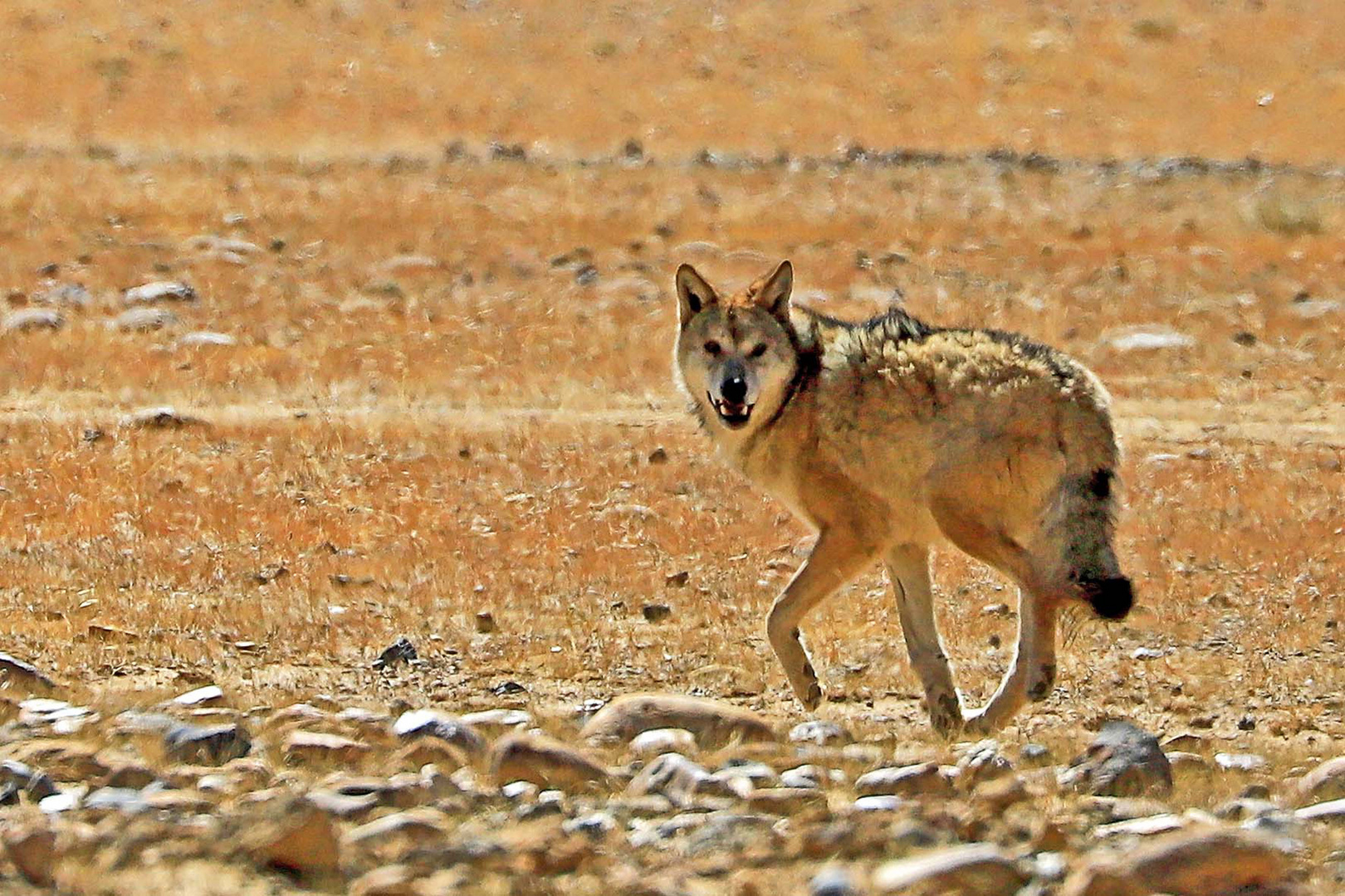 Tibetischer Wolf (Canis lupus filchneri), Tibet