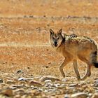 Tibetischer Wolf (Canis lupus filchneri), Tibet