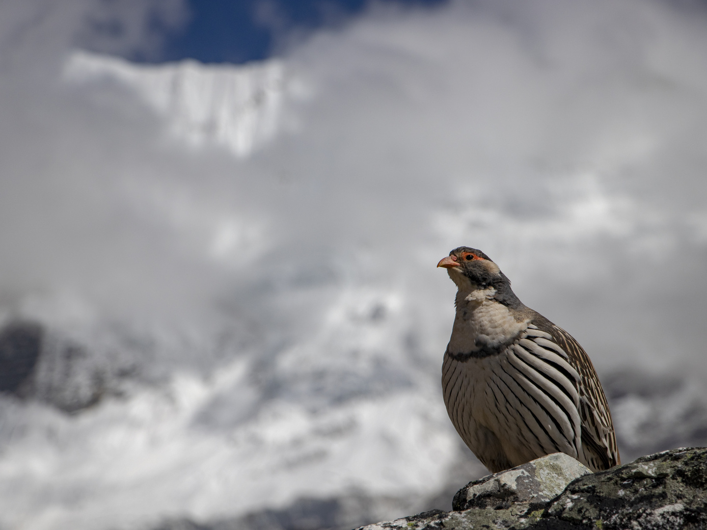 Tibetisches Königshuhn im Himalaya