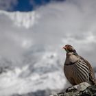 Tibetisches Königshuhn im Himalaya