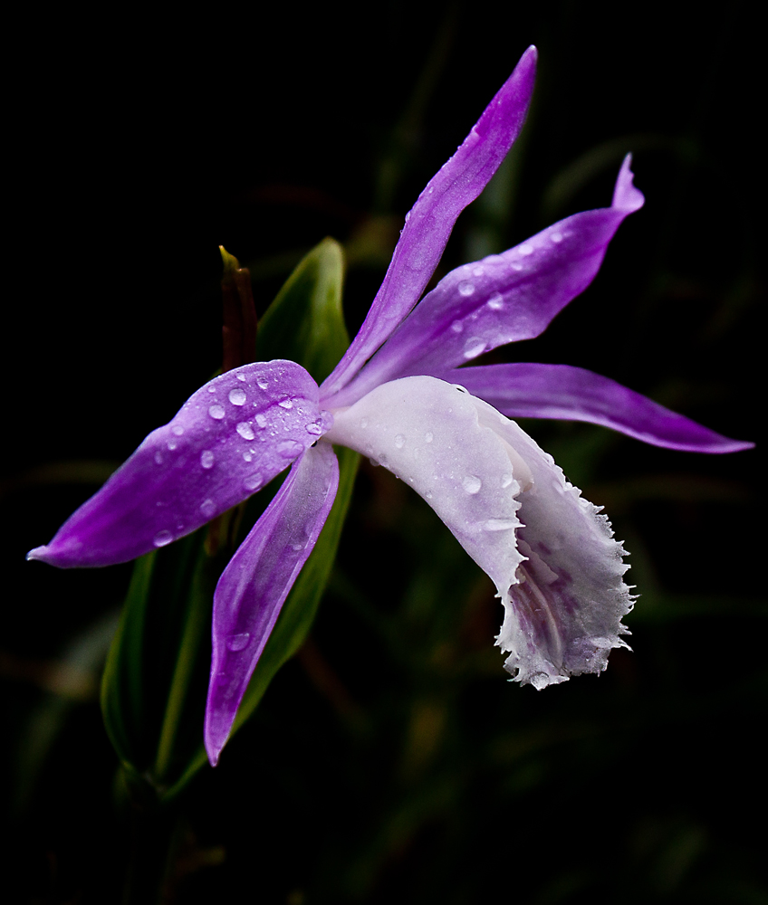 Tibetorchidee - Pleione formosana