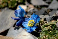 Tibet´s blauer Mohn - Meconopsis Horridula