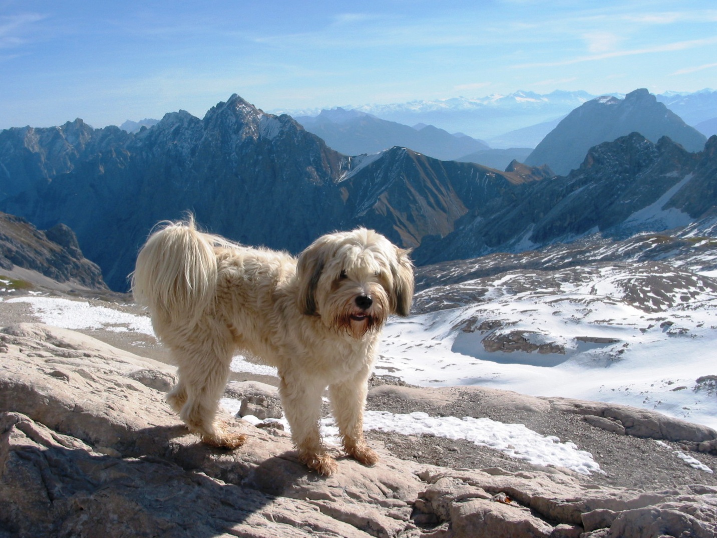 Tibetterrier auf der Zugspitze