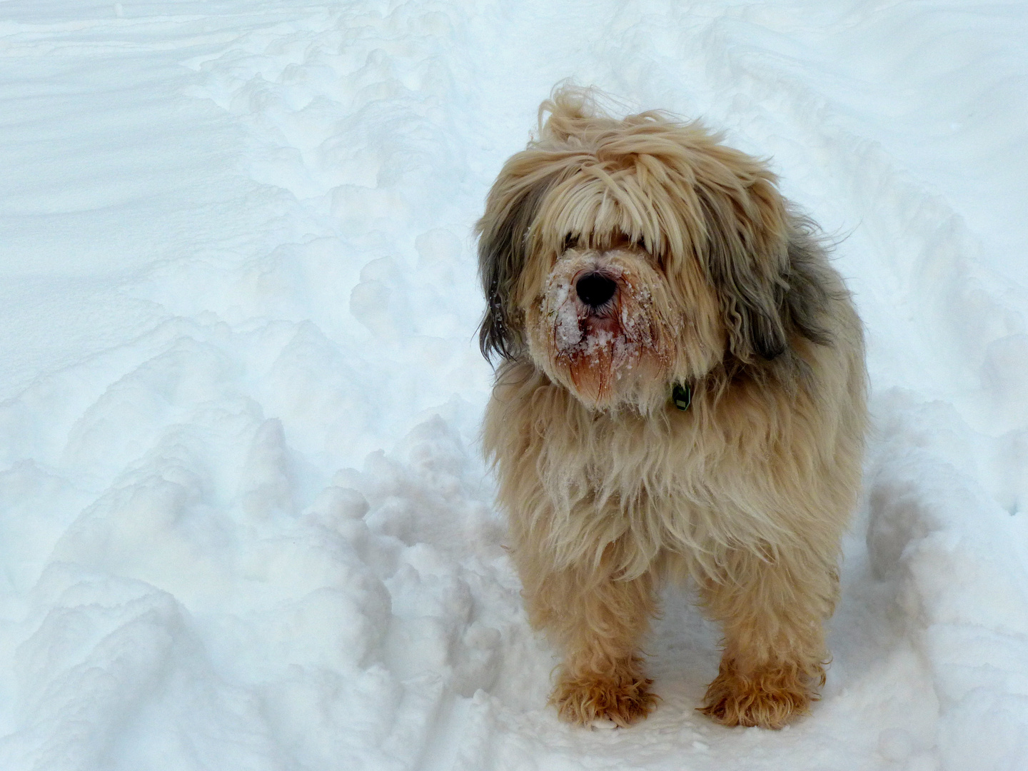 Tibetterrier Balu