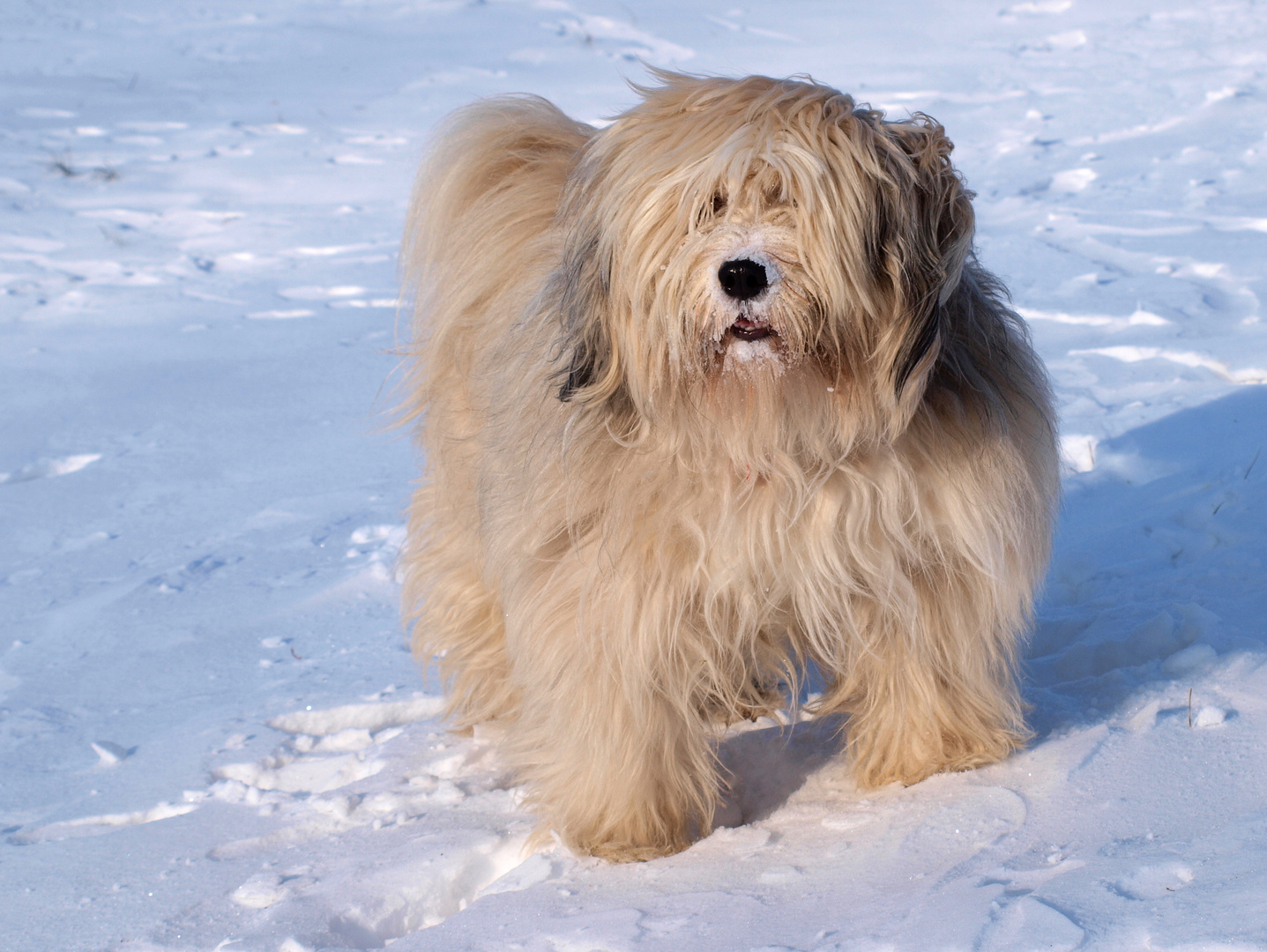 Tibetterrier Balu mag den Winter