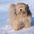 Tibetterrier Balu mag den Winter