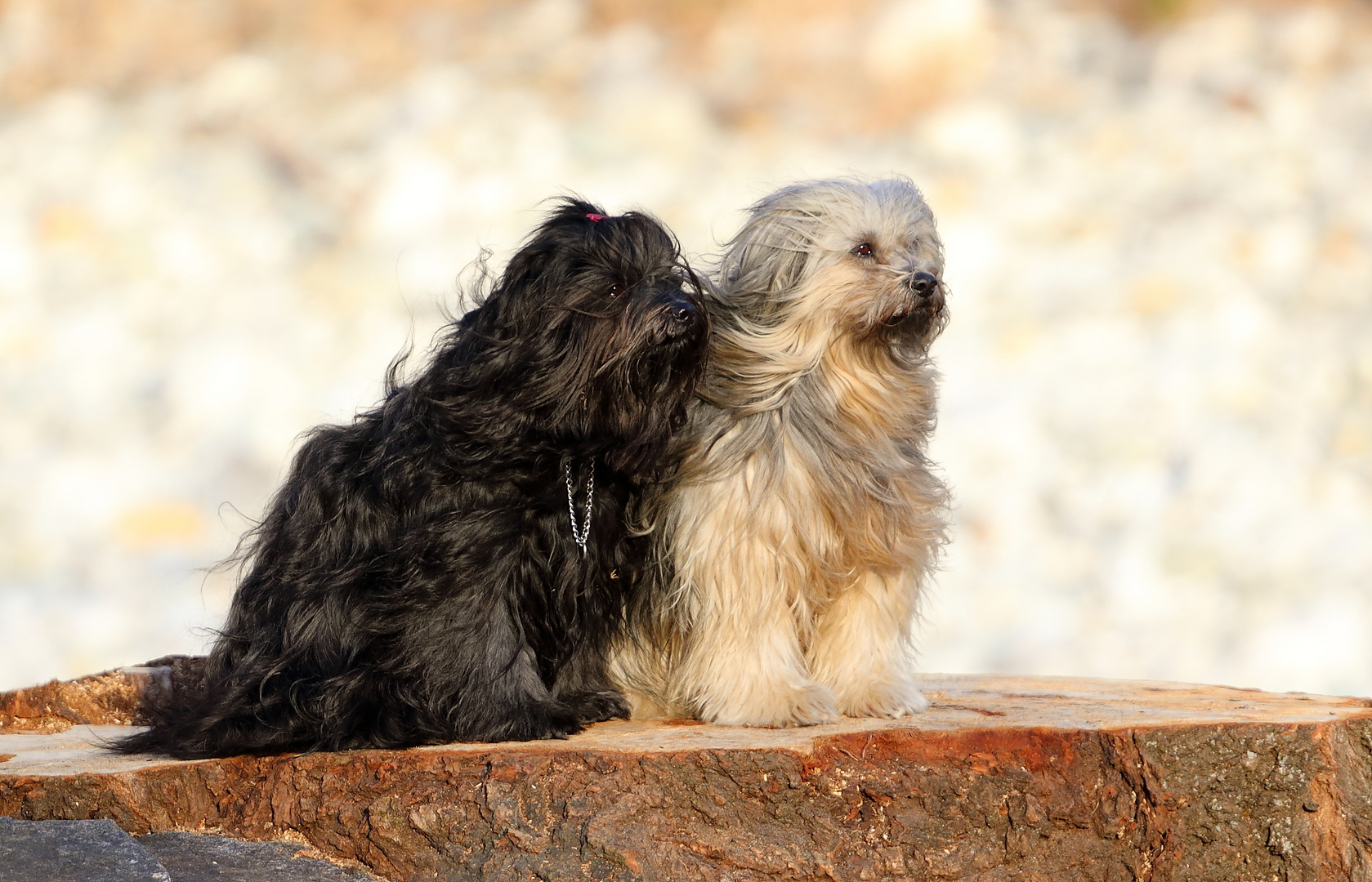 Tibetterrier-Damen am Fluss