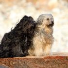 Tibetterrier-Damen am Fluss