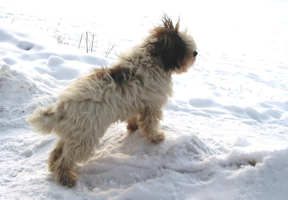 Tibetterrier im Schnee