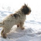 Tibetterrier im Schnee