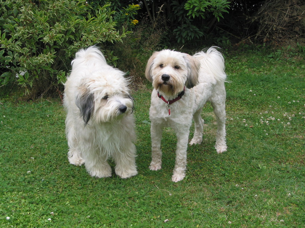 Tibetterrier "Noru" und "Balu"