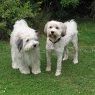 Tibetterrier "Noru" und "Balu"