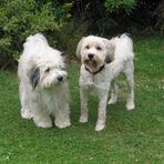 Tibetterrier "Noru" und "Balu"