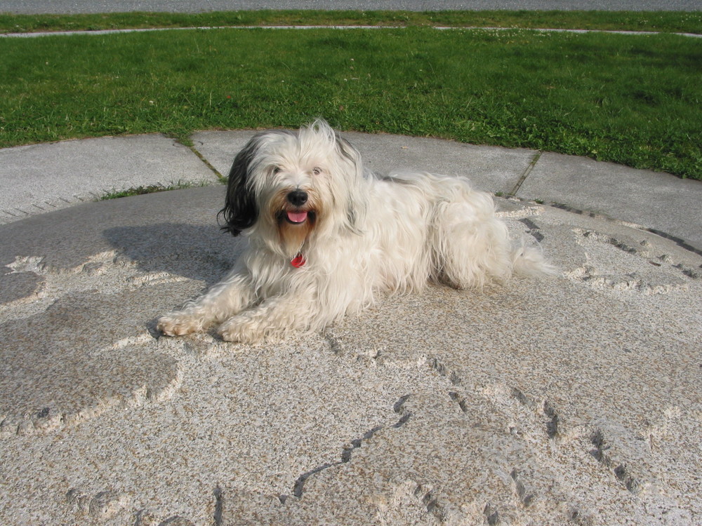 Tibetterrier "Tara" im Mittelpunkt Mitteleuropas