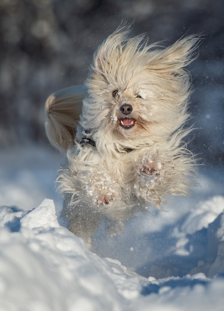 Tibi geniest den "Winter"