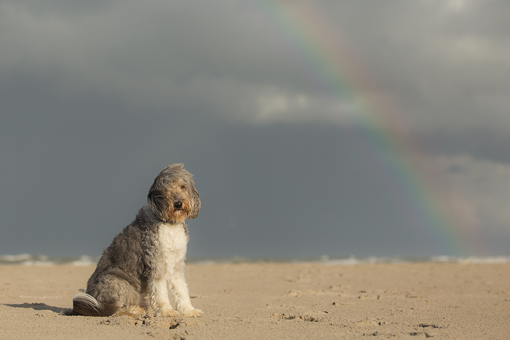 Tibi, Meer und Regenbogen