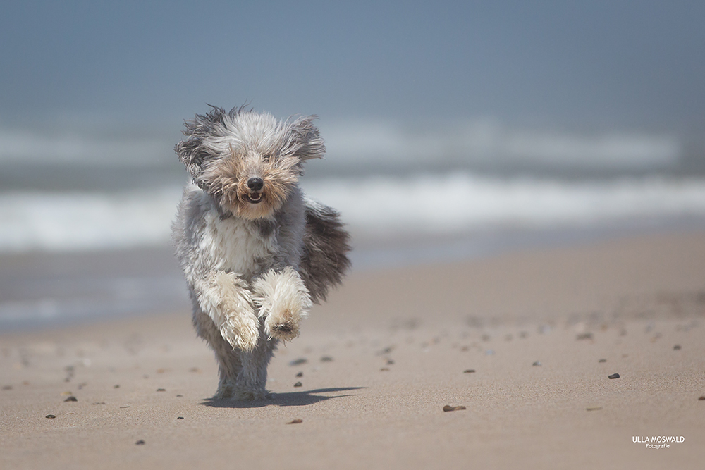 ...Tibi on the beach...