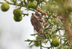 Tibicien plebejus