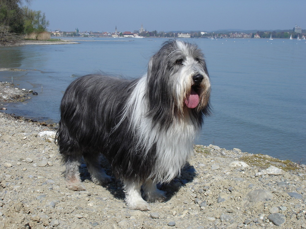 Tibor am Bodensee