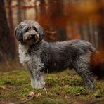 Tibor von Hanhofen im Düsterwald...