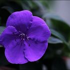 Tibouchina ... (2)