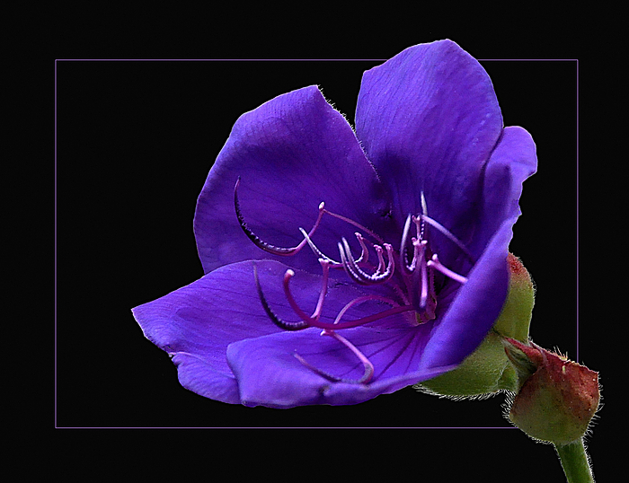 Tibouchina