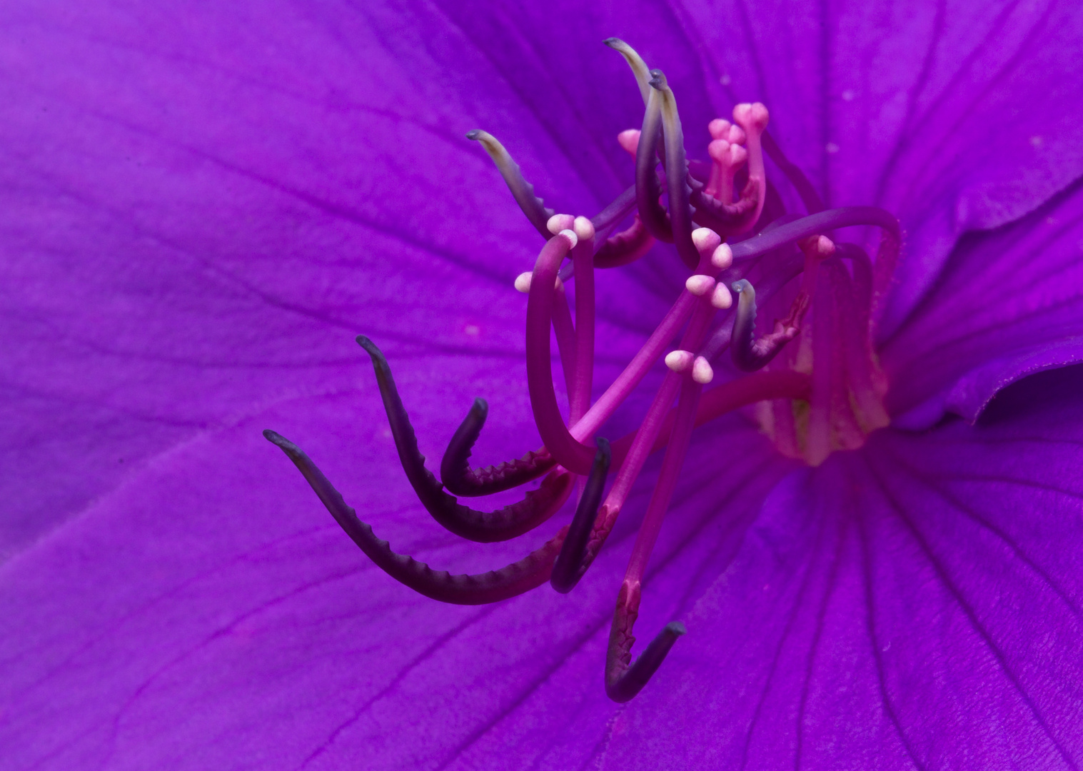 Tibouchina