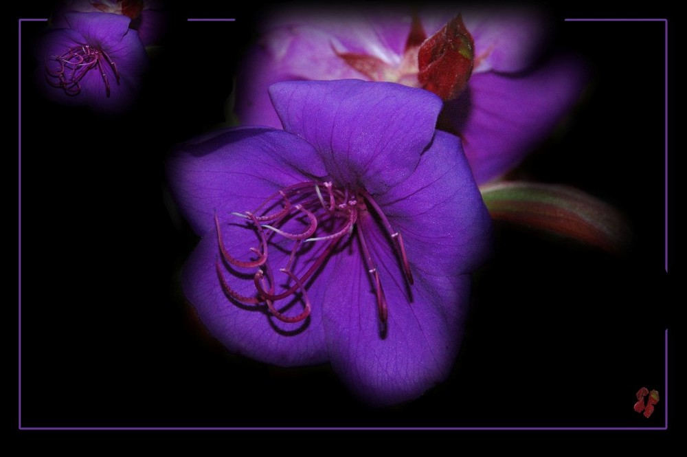 * Tibouchina *