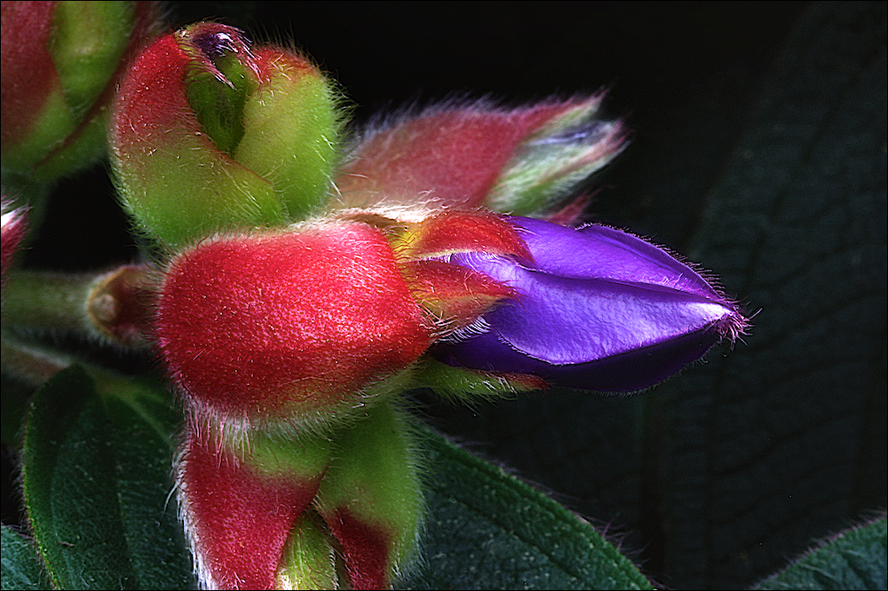 Tibouchina ...