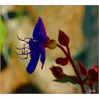 Tibouchina